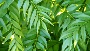 Read more about the article Curry Leaves For Hair And Health: A Comprehensive Guide By Preity Prerna