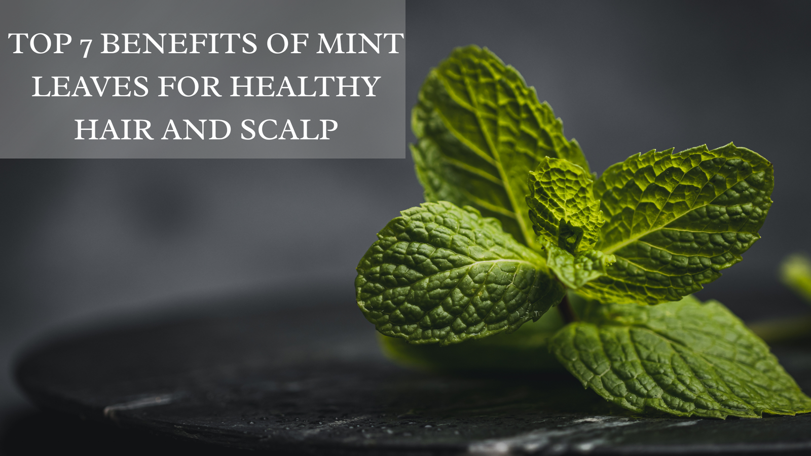 Read more about the article Top 7 Benefits of Mint Leaves for Hair: Natural Remedy for Hair Growth and Scalp Health
